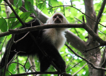 Коста-Рика, фото № 800 – фотографии Коста-Рики