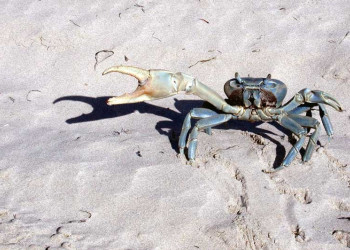 Доминикана, фото № 426 – фотографии Доминиканы