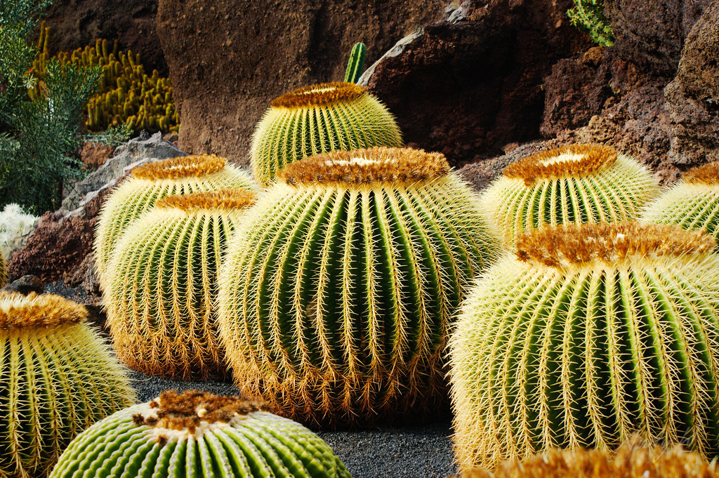 Кактусовый сад (Jardin de Cactus) на Лансароте – фотографии Канарских островов