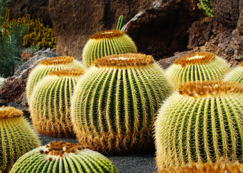 Кактусовый сад (Jardin de Cactus) на Лансароте – фотографии Канарских островов