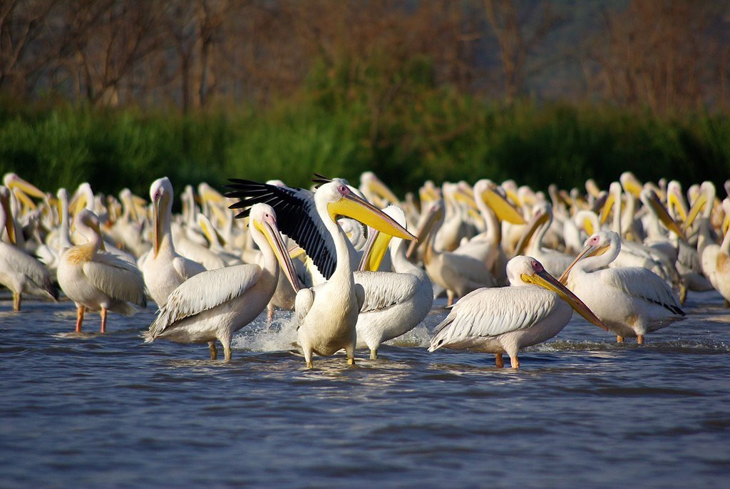 Птицы в Эфиопии. Фото 1 – фотографии Эфиопии