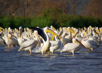 Птицы в Эфиопии. Фото 1 – фотографии Эфиопии