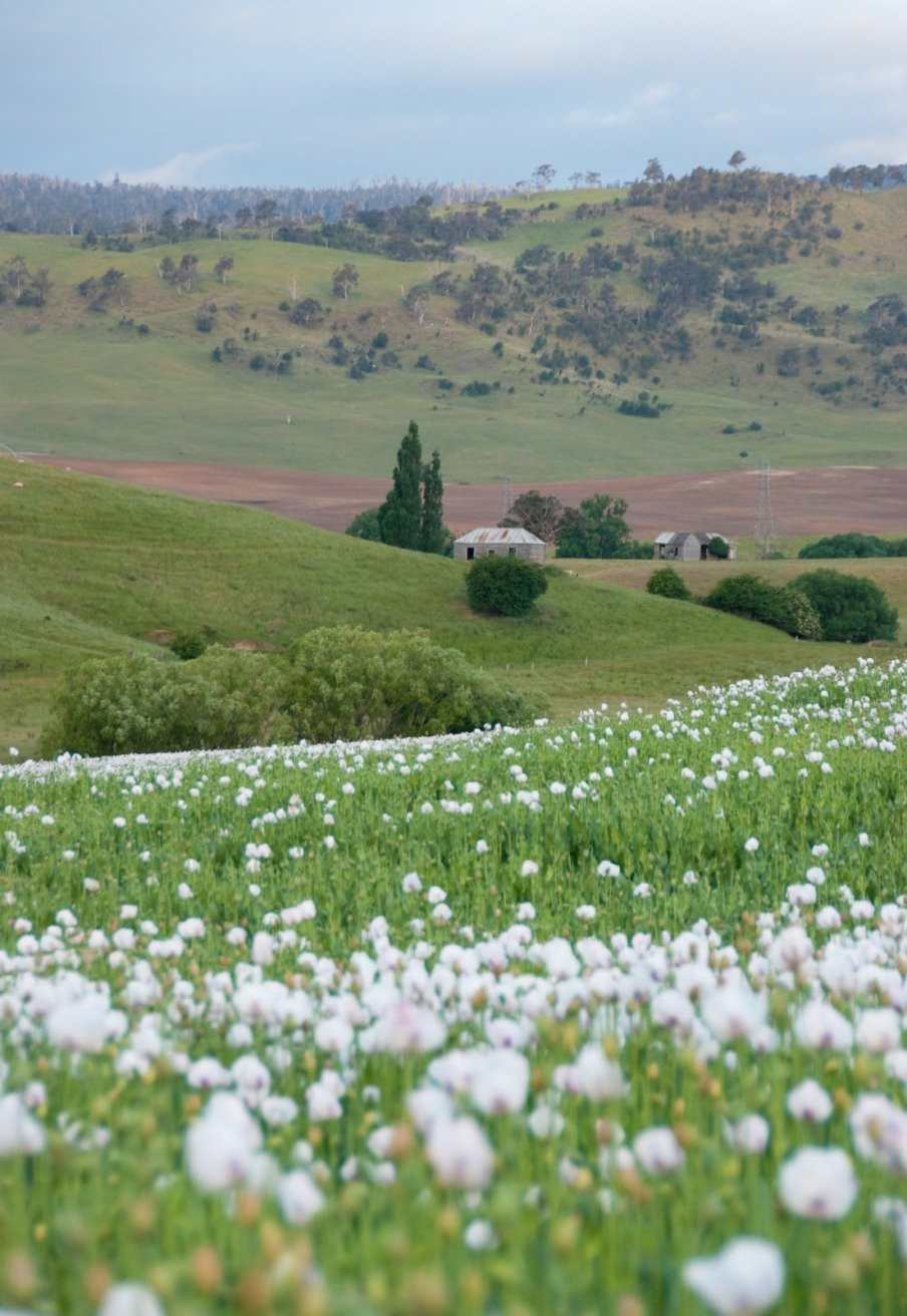 Природа в Тасмании, Австралия. Фото 4 – фотографии Австралии