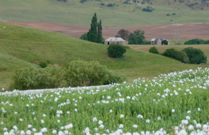 Природа в Тасмании, Австралия. Фото 4 – фотографии Австралии