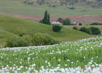 Природа в Тасмании, Австралия. Фото 4 – фотографии Австралии