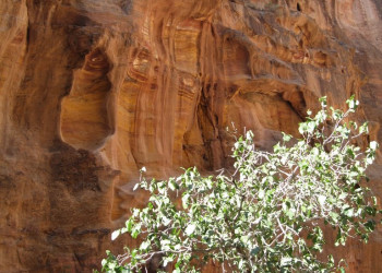 Петра, Иордания, фото № 37280 – фотографии Иордании