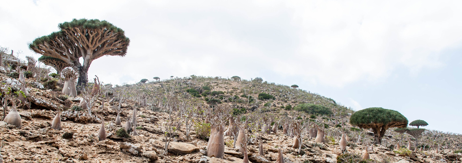 Остров Сокотра (Socotra), Йемен. Фото 11 – фотографии Йемена