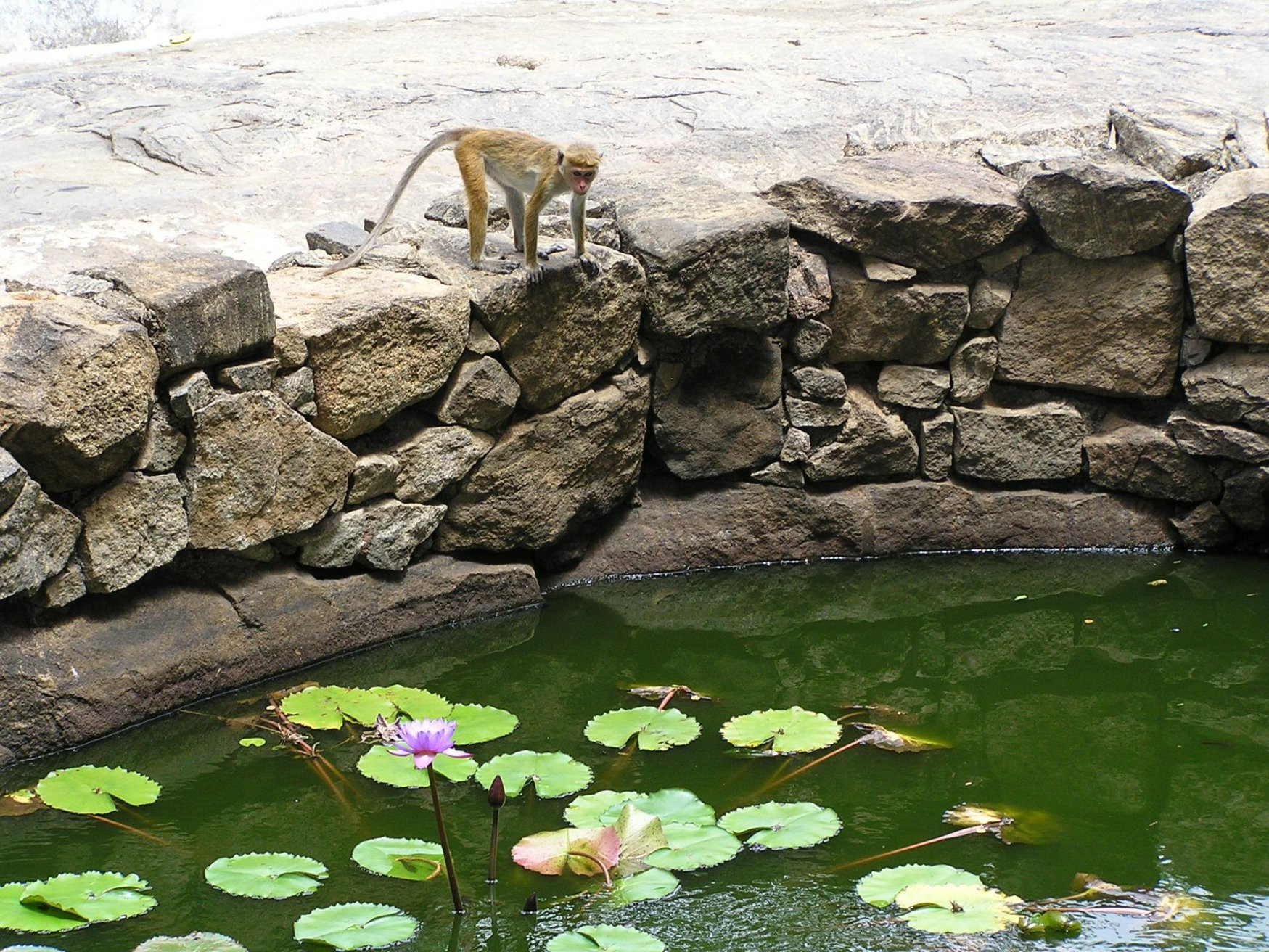 Дамбулла, Шри-Ланка, фото № 51072 – фотографии Шри-Ланки