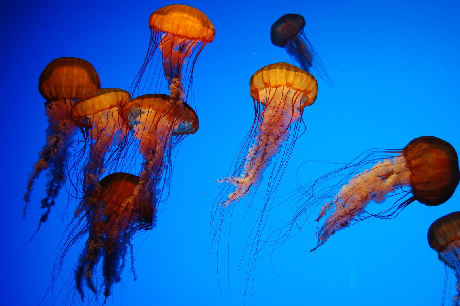 Медузы в аквариуме Джорджии в Атланте – фотографии США