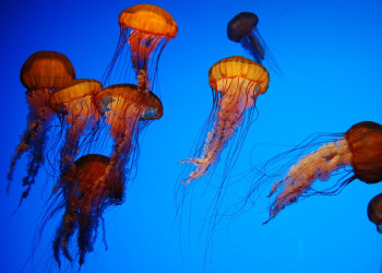 Медузы в аквариуме Джорджии в Атланте – фотографии США