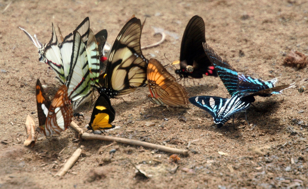 Бабочки в заповеднике Tambopata National Reserve – фотографии Перу