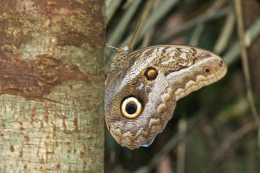 Бабочка в заповеднике Тамбопата – фотографии Перу