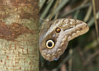 Бабочка в заповеднике Тамбопата – фотографии Перу