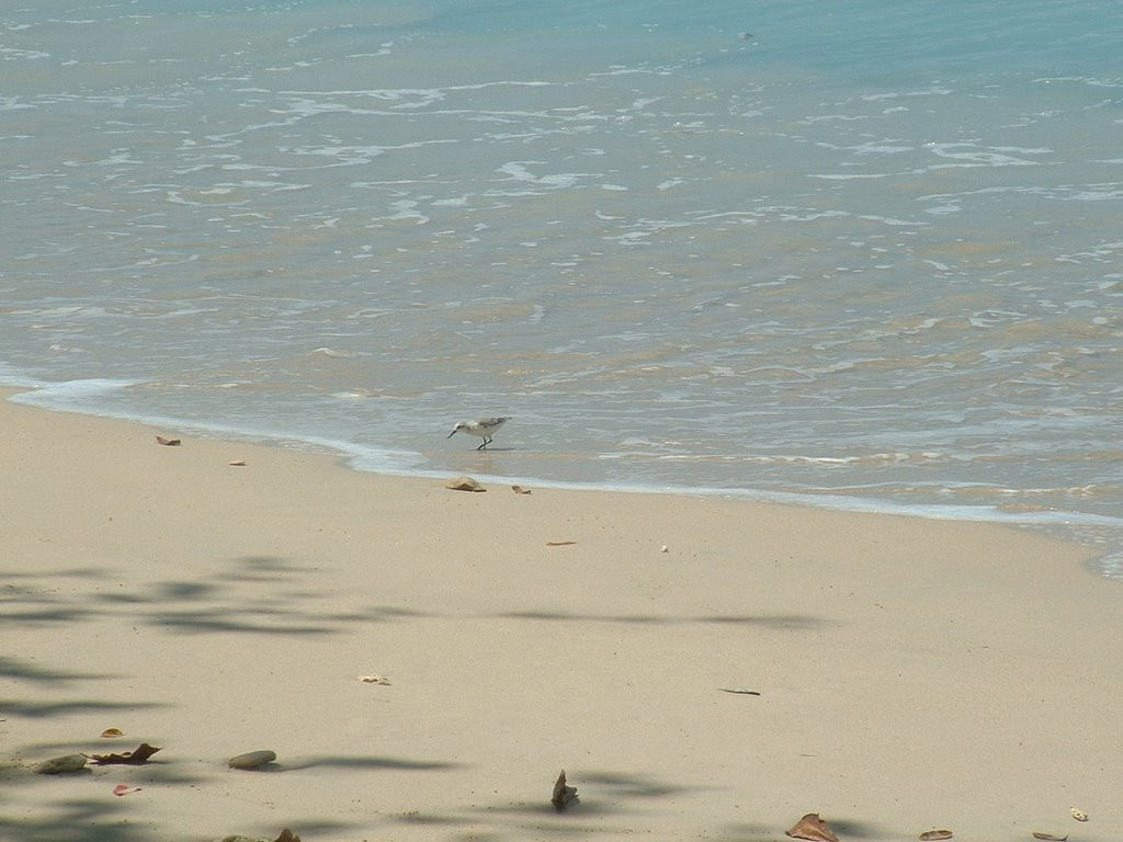 Море на Восточном побережье, Барбадос. Фото 10 – фотографии Барбадоса