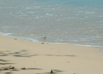 Море на Восточном побережье, Барбадос. Фото 10 – фотографии Барбадоса