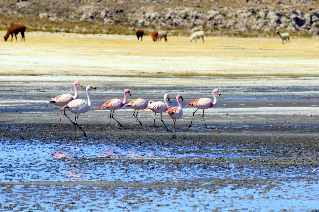 Фламинго в солончаке Уюни – фотографии Боливии