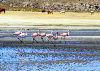 Фламинго в солончаке Уюни – фотографии Боливии
