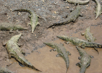 Коста-Рика, фото № 770 – фотографии Коста-Рики