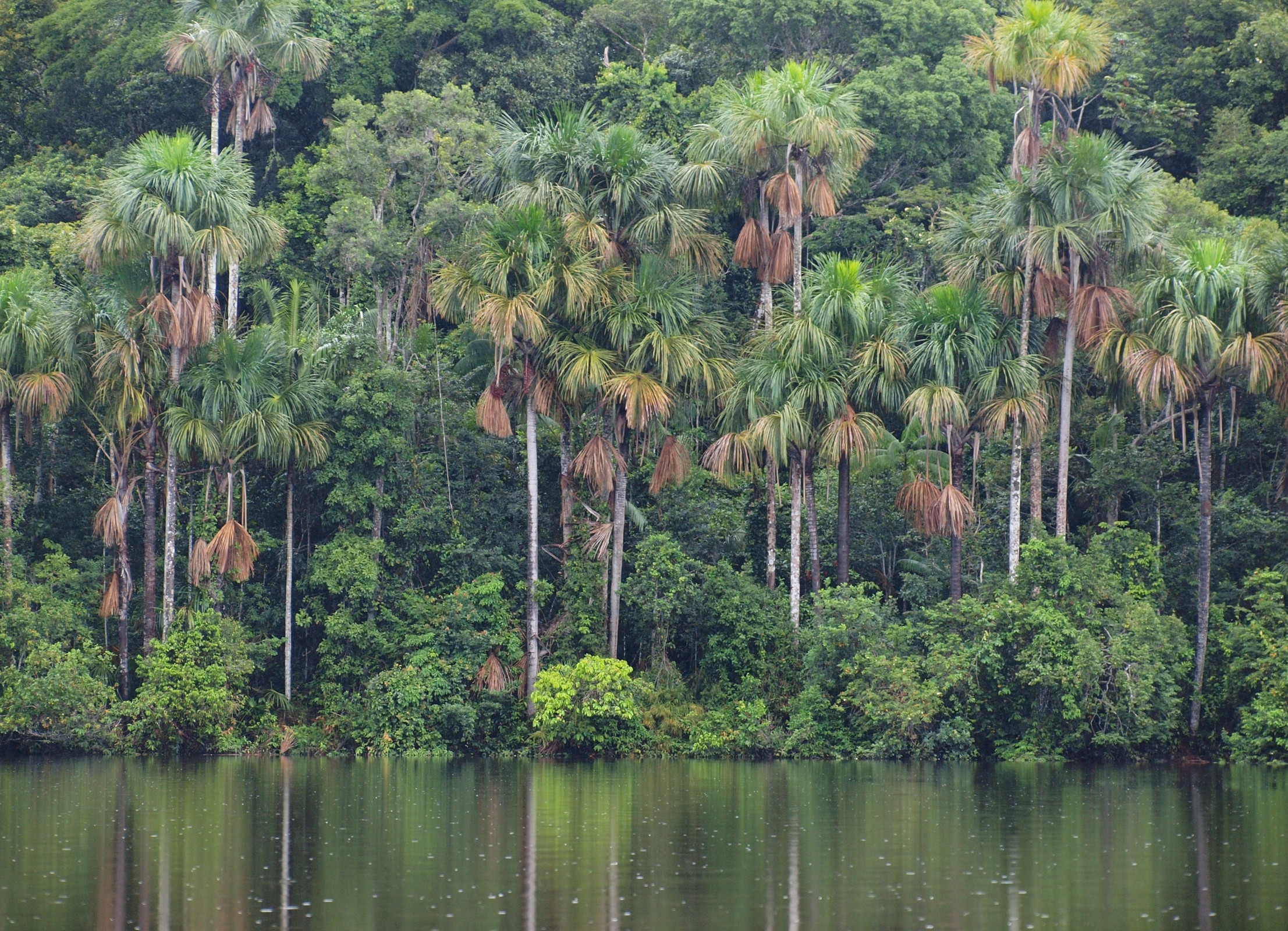 Заповедник Тамбопата в Перу – фотографии Перу