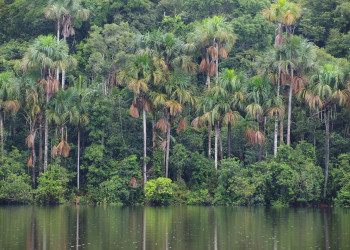 Заповедник Тамбопата в Перу – фотографии Перу