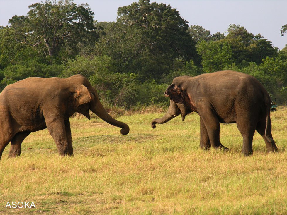 Хабарана, Шри-Ланка, фото № 52482 – фотографии Шри-Ланки