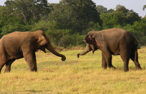 Хабарана, Шри-Ланка, фото № 52482 – фотографии Шри-Ланки