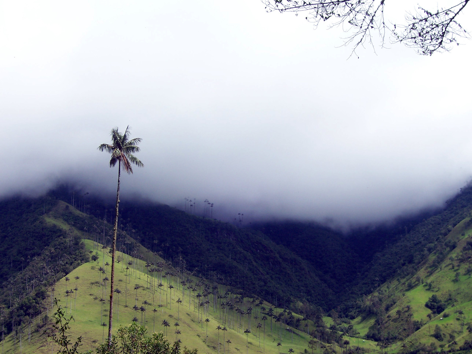 Долина Кокора в Колумбии. Фото 3 – фотографии Колумбии