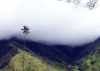 Долина Кокора в Колумбии. Фото 3 – фотографии Колумбии