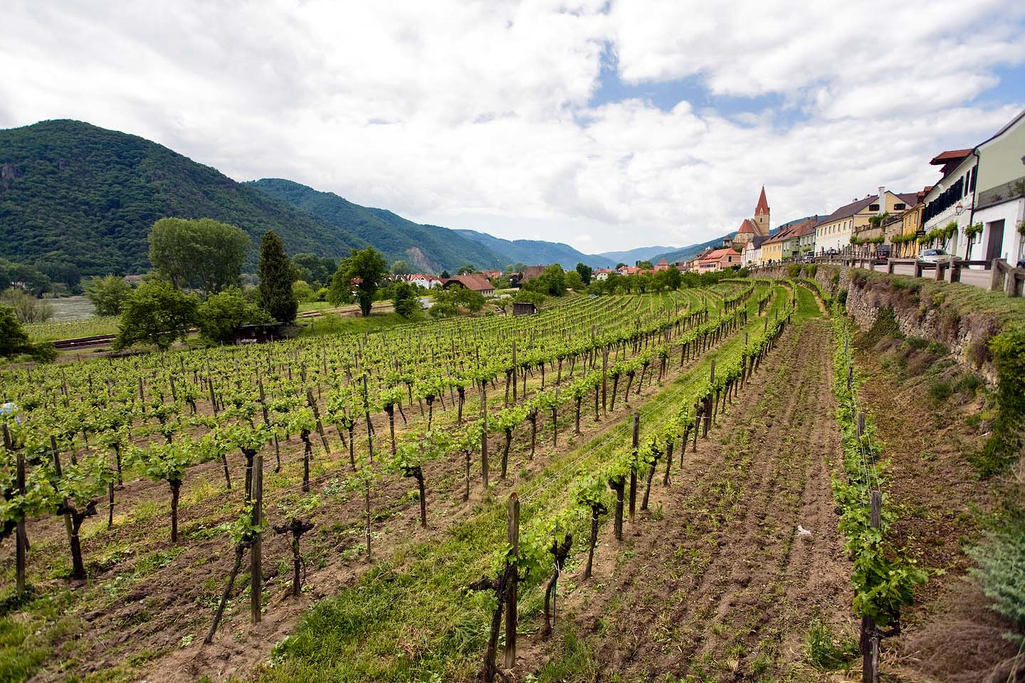 Виноградники Вайсенкирхен-ин-дер-Вахау – фотографии Австрии