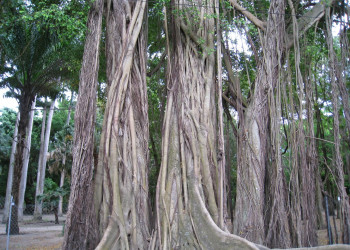 Гваделупа, фото № 3583 – фотографии Гваделупы