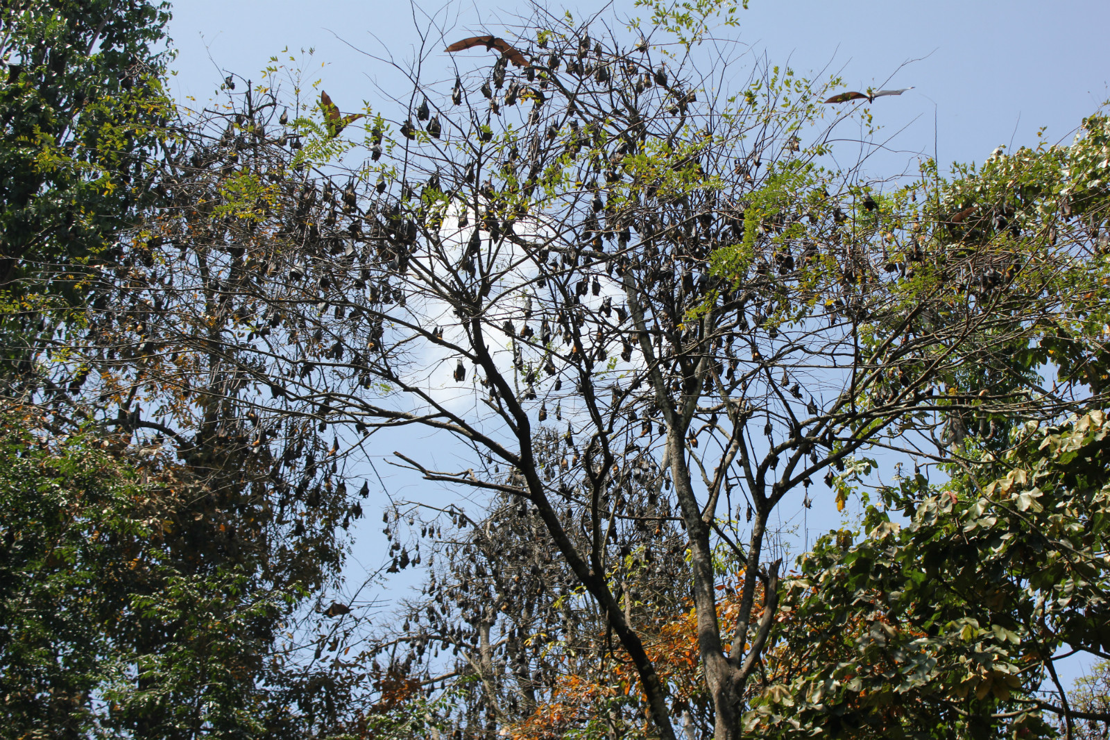 Летучие мыши в Ботаническом саду Канди – фотографии Шри-Ланки