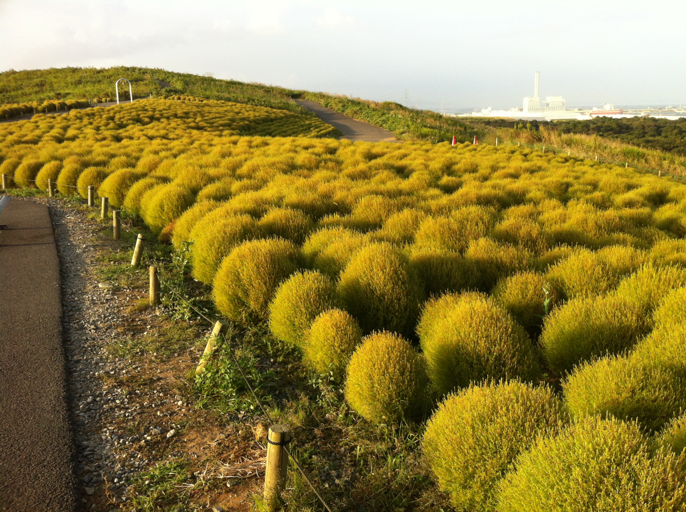 Национальный парк Хитачи, Хитатинака, Япония – фотографии Японии