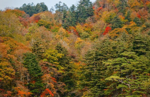 Towada- Hachimantai National Park – фотографии Японии