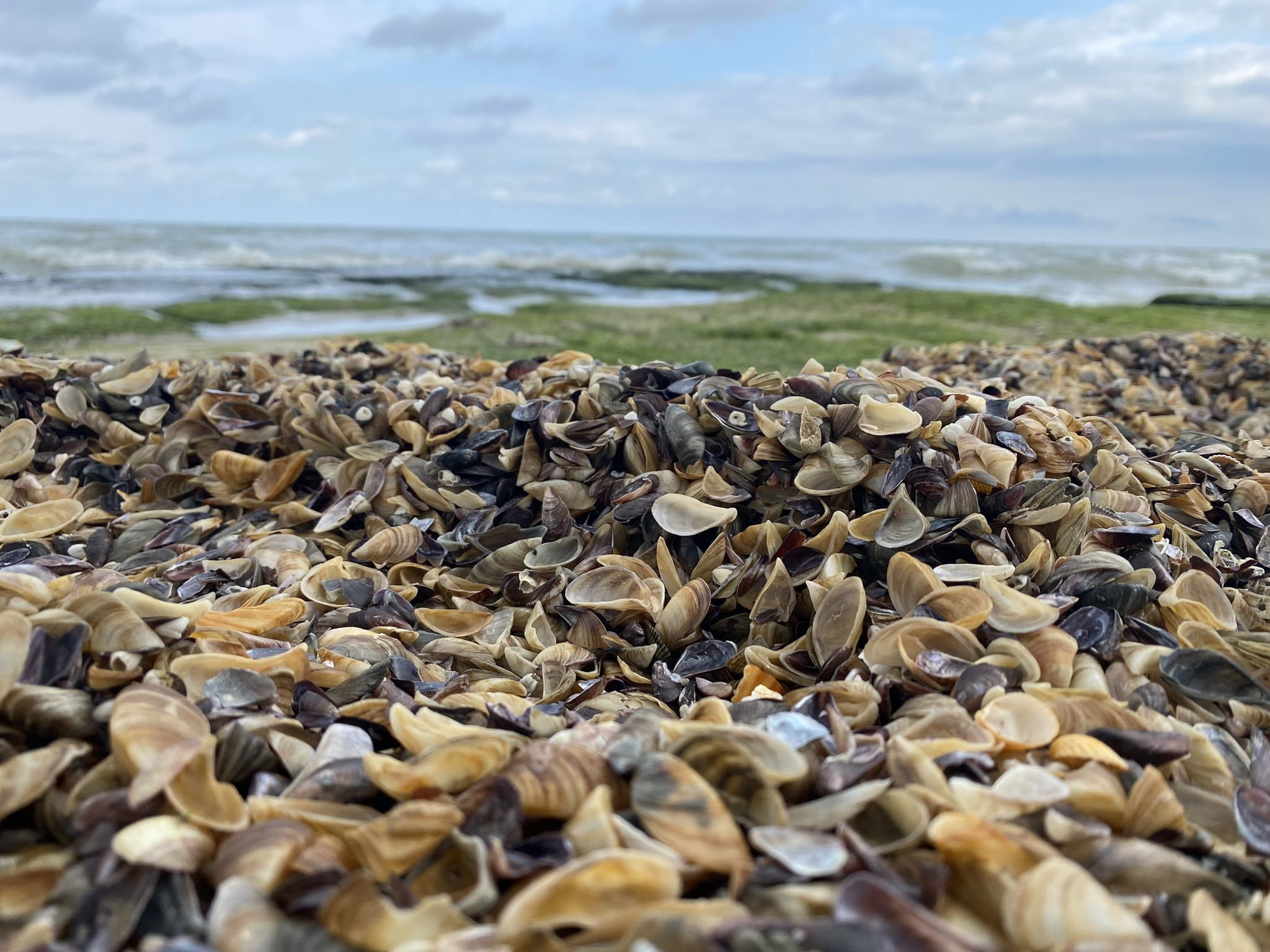 Ракушки на пляже в районе Приморского парка в Дербенте – фотографии России