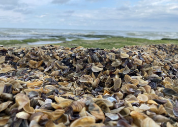 Ракушки на пляже в районе Приморского парка в Дербенте – фотографии России