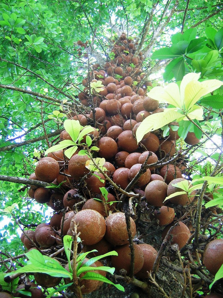 Канди, Шри-Ланка, фото № 51360 – фотографии Шри-Ланки