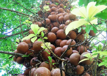 Канди, Шри-Ланка, фото № 51360 – фотографии Шри-Ланки