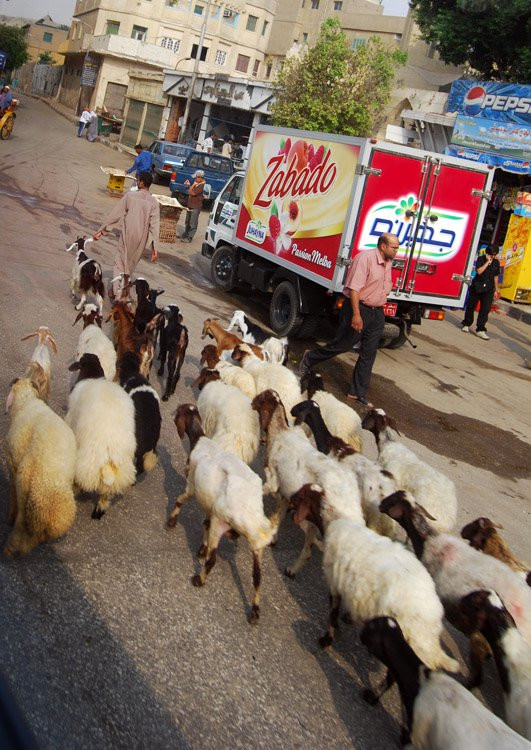 Каир, Египет, фото № 35191 – фотографии Египта