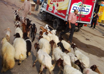 Каир, Египет, фото № 35191 – фотографии Египта