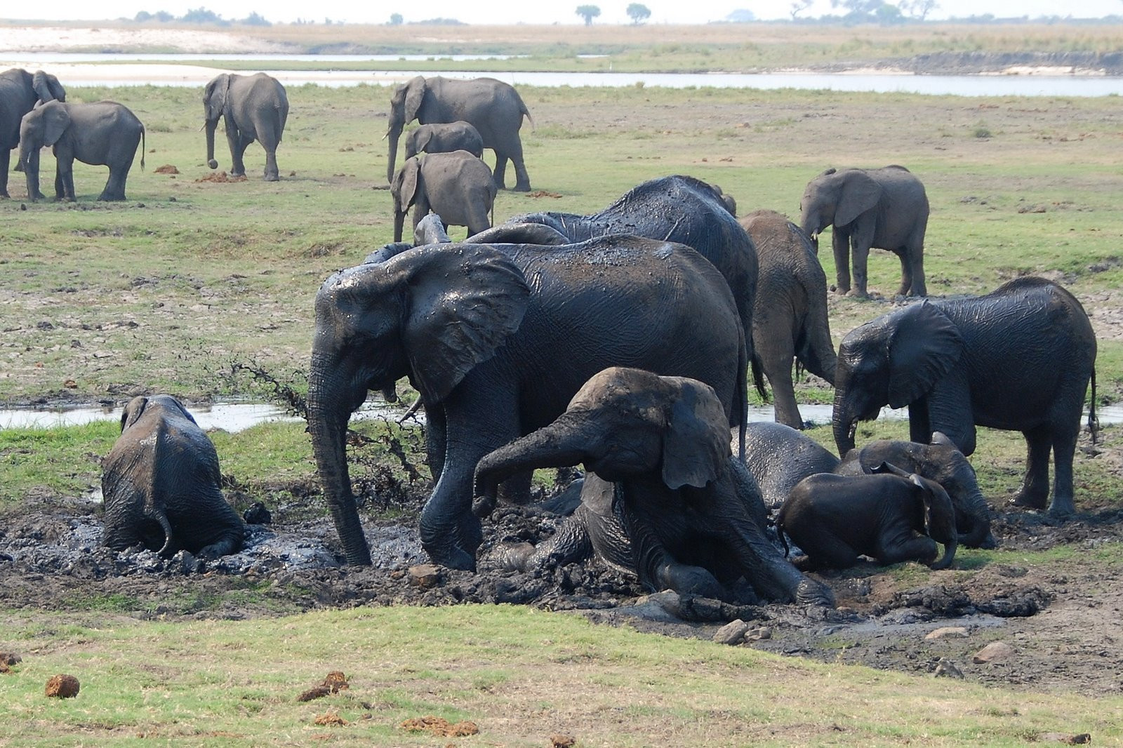 Слоны в национальном парке Чобе (Chobe), Ботсвана – фотографии Ботсваны