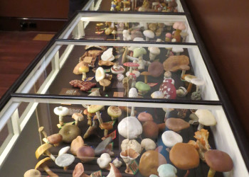 Музей "Santos Museum of Economic Botany" в Аделаиде – фотографии Австралии