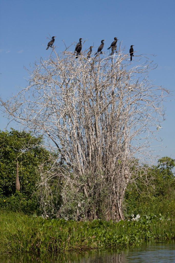 Пантанал, Бразилия, фото № 59769 – фотографии Бразилии