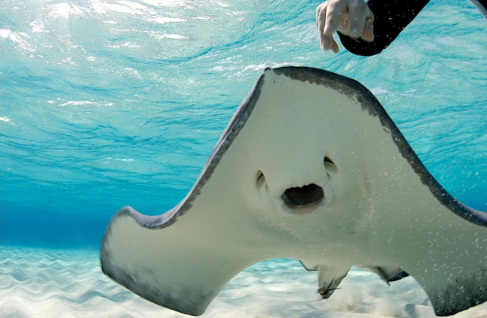 Стингрей Сити или "Город скатов" – остров Большой Кайман. Фото 1 – фотографии Каймановых островов