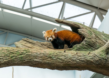 Парк "Речное Сафари" в Сингапуре. Фото 7 – фотографии Сингапура