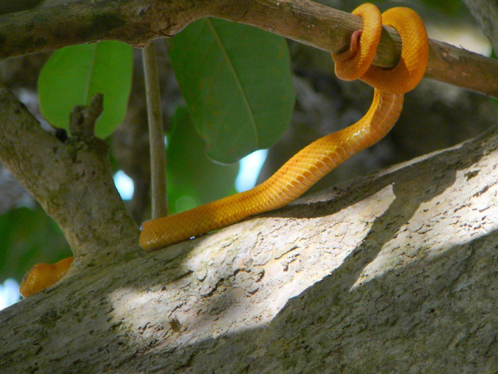 Кауита Национальный Парк, Лимон провинция, Коста-Рика, фото № 40093 – фотографии Коста-Рики