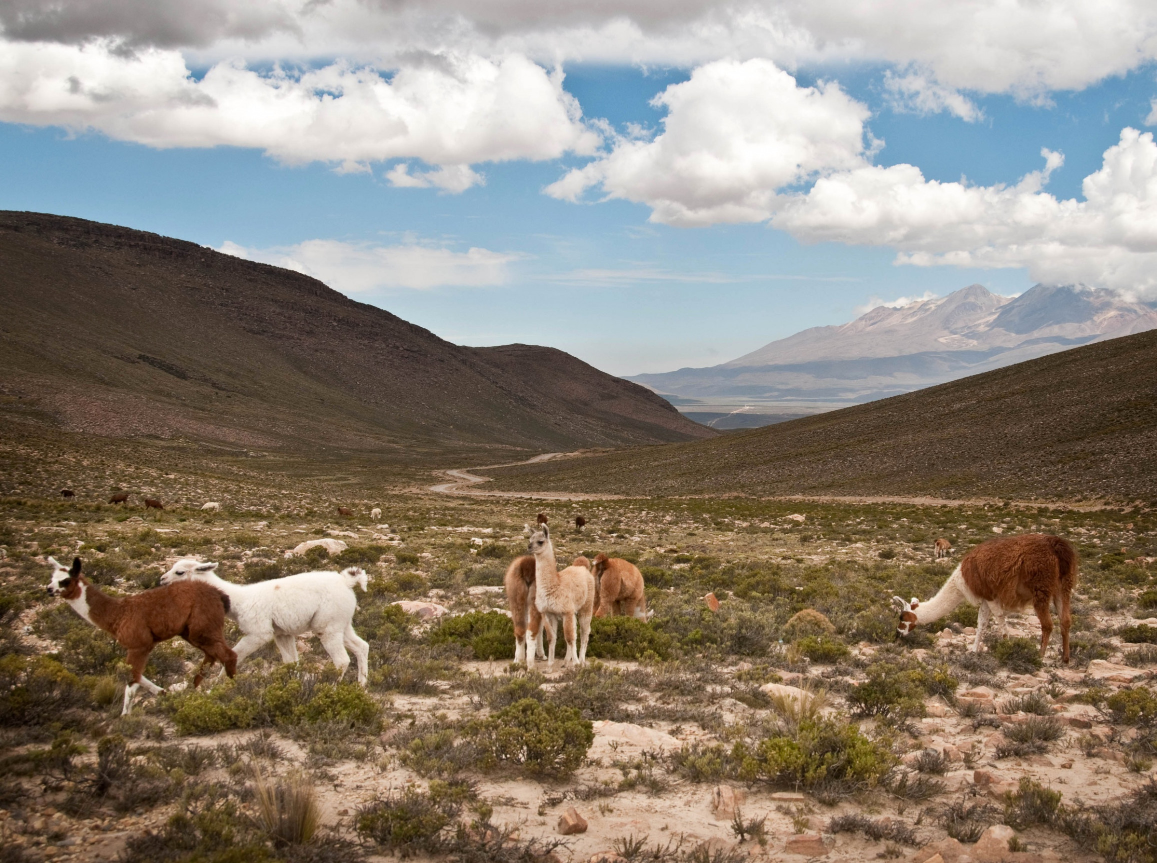 Заповедник Салинас и Агуада-Бланка – фотографии Перу