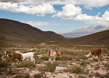 Заповедник Салинас и Агуада-Бланка – фотографии Перу