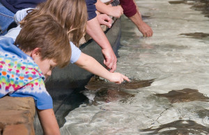 Познавательная экскурсия к скатам – фотографии США