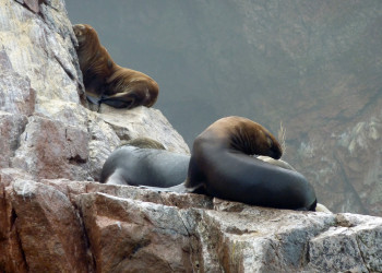 Котики на островах Бальестас – фотографии Перу