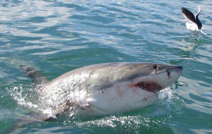 ЮАР, фото № 1603 – фотографии ЮАР